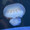 yappun1117
