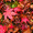 kinryu1544357