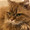 rudycat