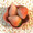 yukimochi