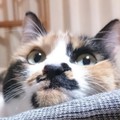 (*^▽^*)