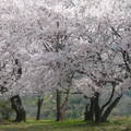 桜の人