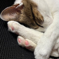 ぺぷーり