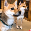 おふふふ